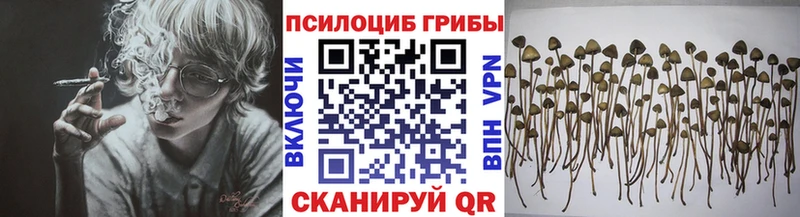 Псилоцибиновые грибы Psilocybe Георгиевск